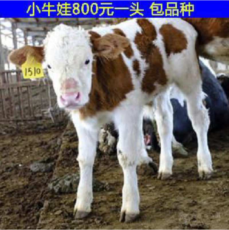 可分期付款，低价出售西门塔尔牛，小牛犊，买10送2