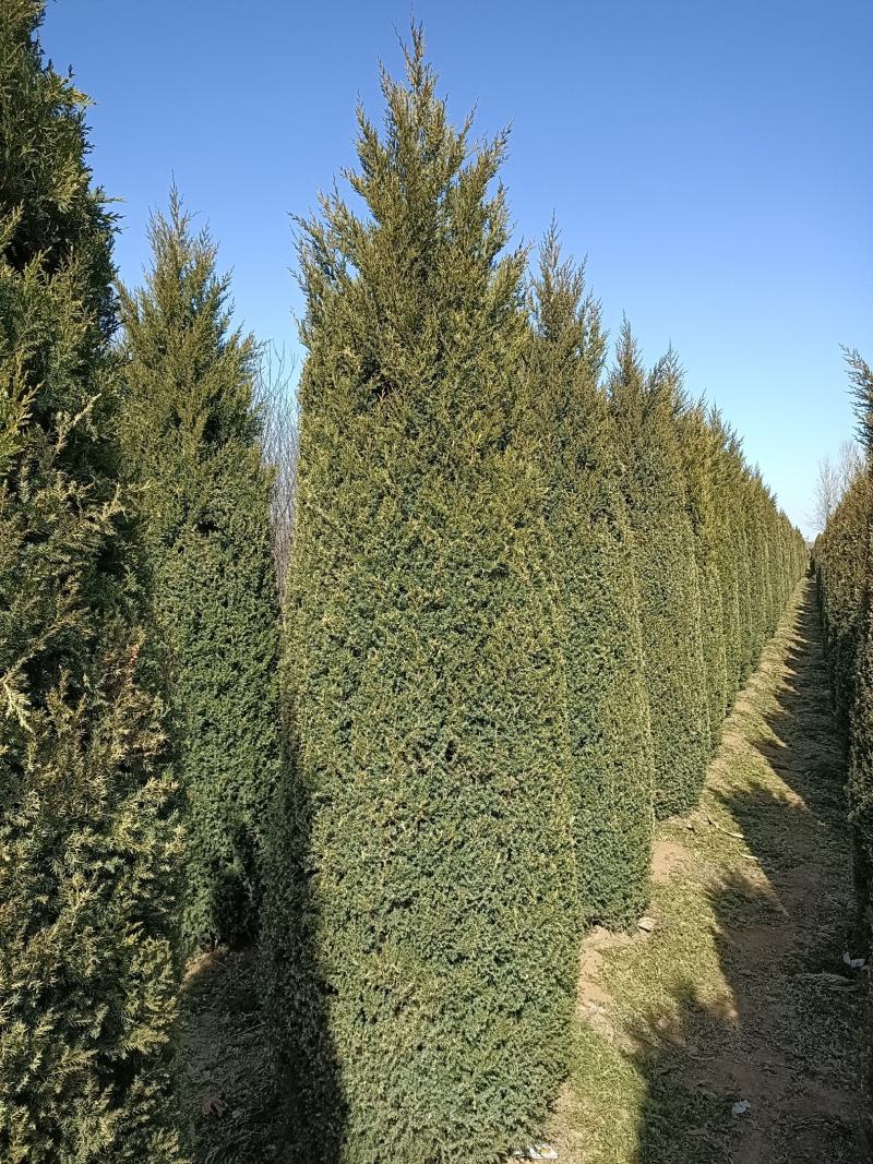 大量销售，50cm-4米望都塔桧，树形，好价格实惠