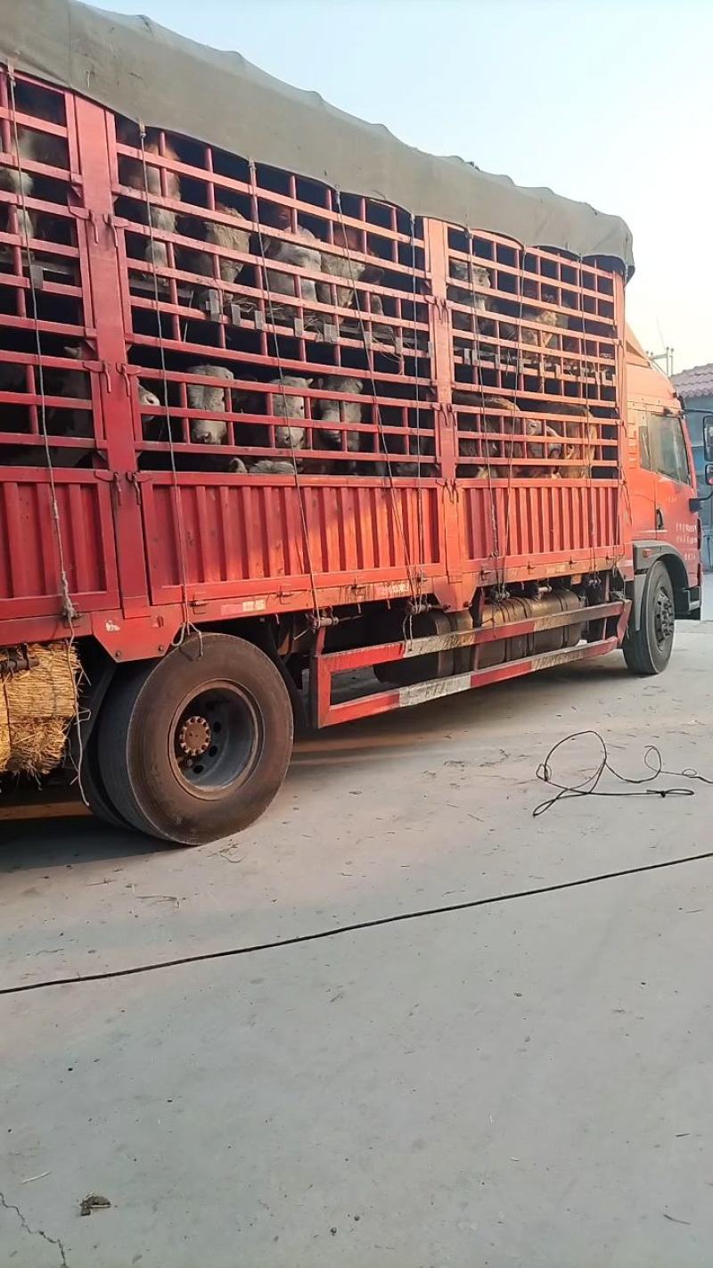 西门塔尔牛肉牛养殖场，西门塔尔牛牛犊养殖场