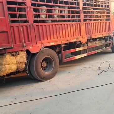 西门塔尔牛肉牛养殖场，西门塔尔牛牛犊养殖场