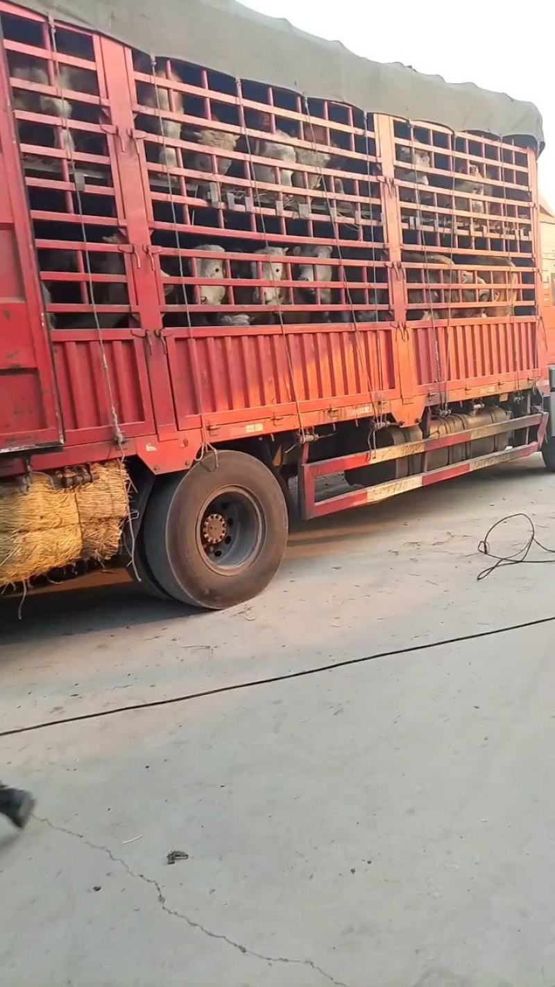 西门塔尔牛肉牛养殖场，西门塔尔牛牛犊养殖场