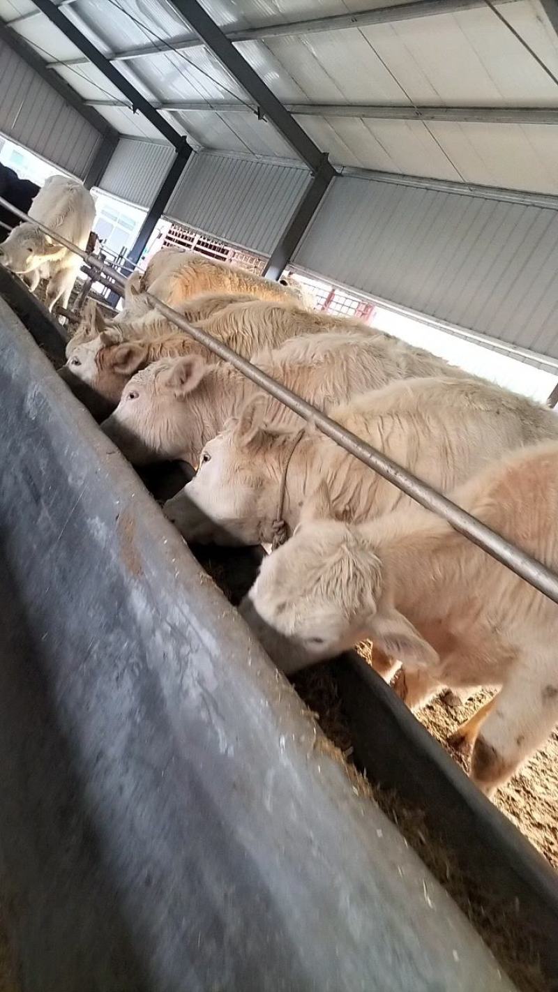 西门塔尔牛肉牛养殖场，西门塔尔牛牛犊养殖场
