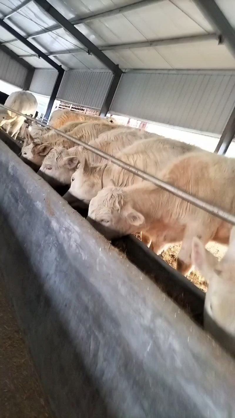 西门塔尔牛肉牛养殖场，西门塔尔牛牛犊养殖场