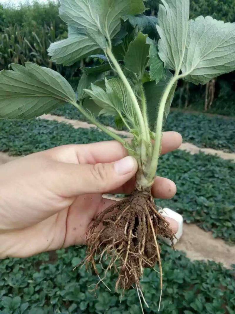甜宝草莓苗，甜宝草莓苗，草莓苗，穴盘种苗，妙香三号