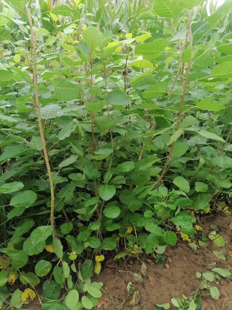 预售黄栌杯苗789月份带杯子1米1.5米高度