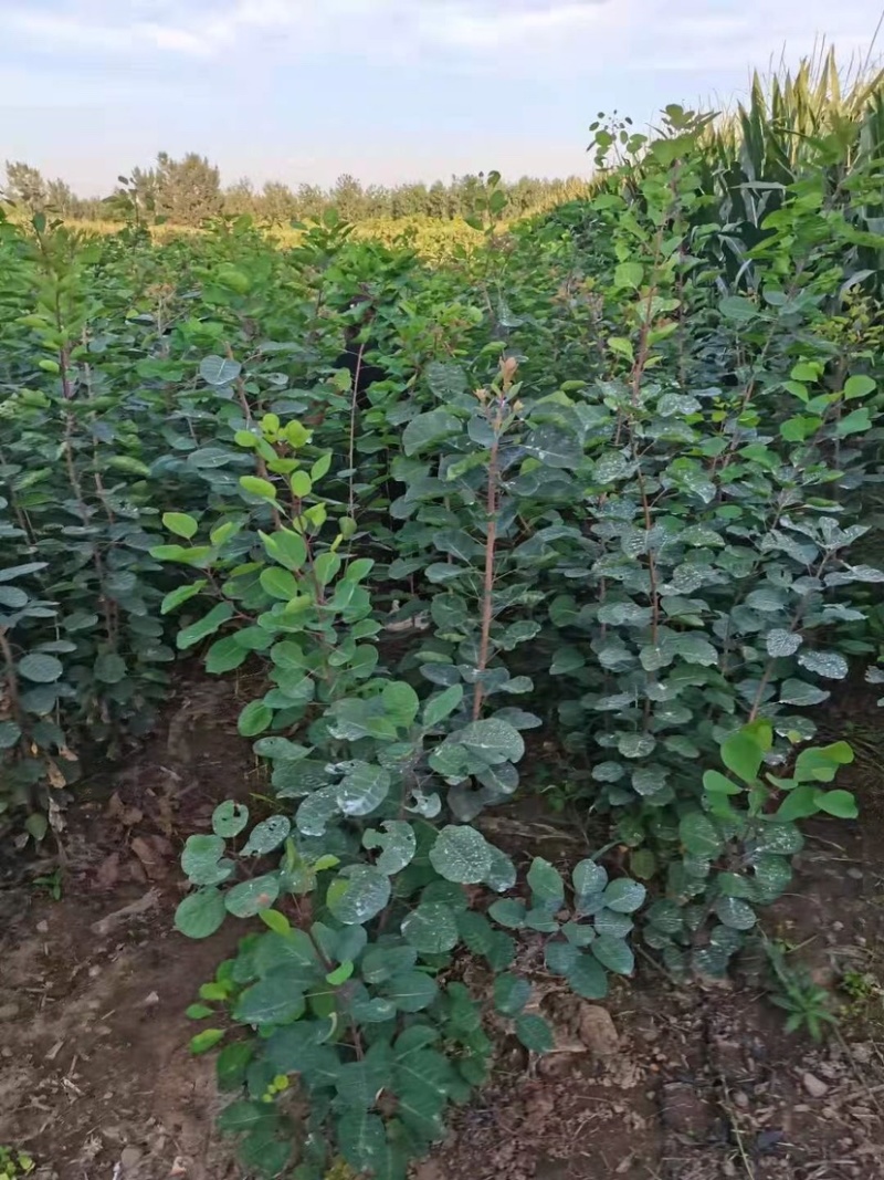 预售黄栌杯苗789月份带杯子1米1.5米高度
