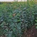 预售黄栌杯苗789月份带杯子1米1.5米高度