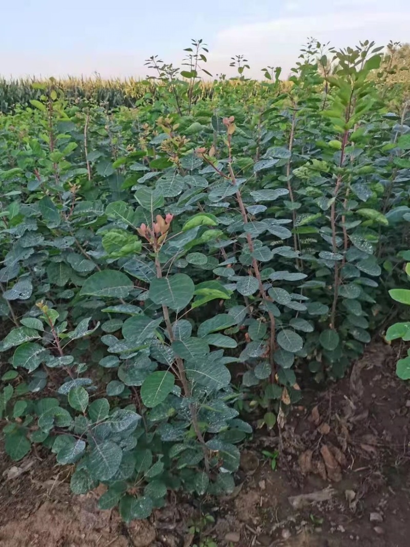 预售黄栌杯苗789月份带杯子1米1.5米高度