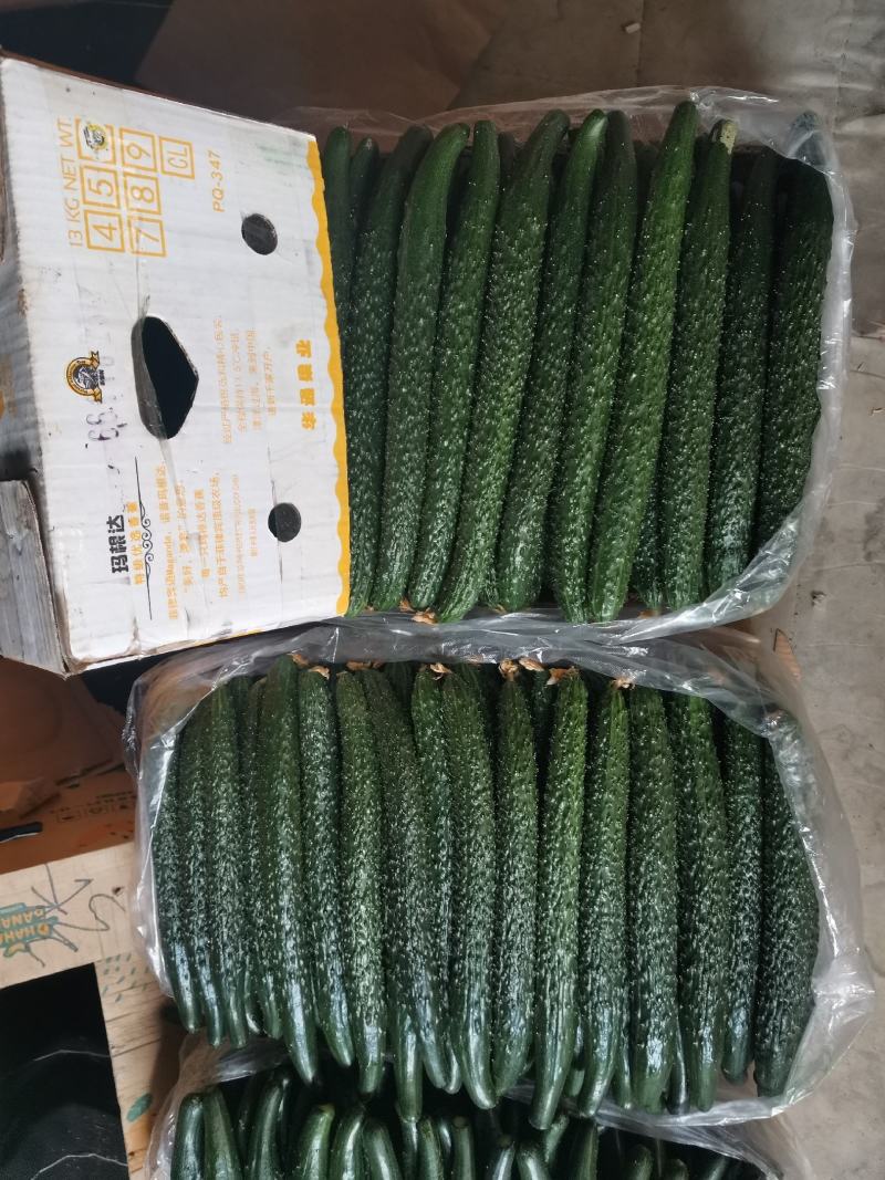 精品黄瓜顶花带刺
