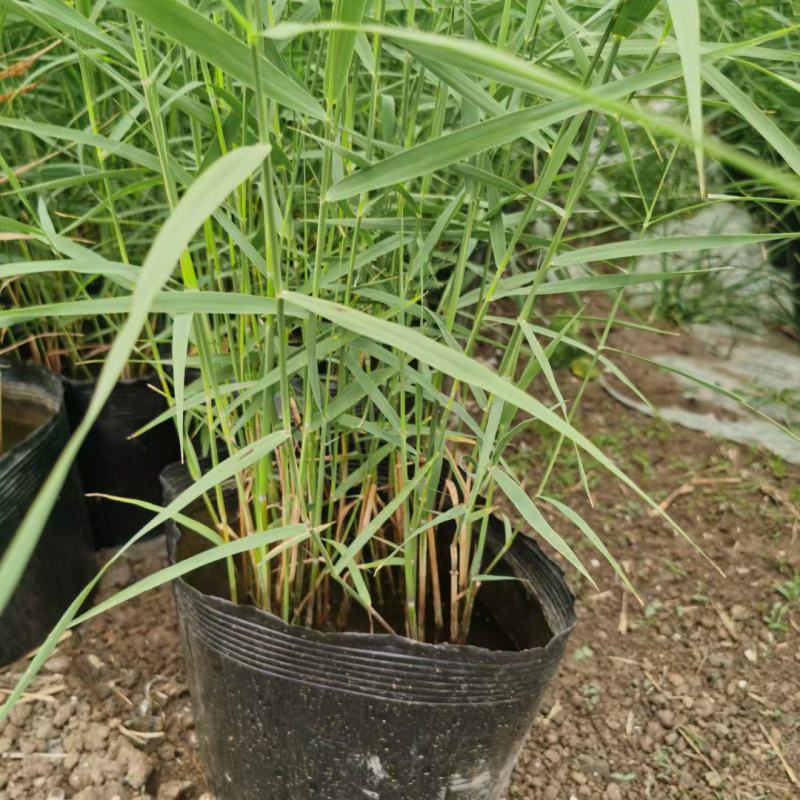 园林绿化，盆栽芦苇，基地直供品质保证欢迎选购