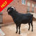 出售：黑山羊羊羔，波尔山羊羊羔，白山羊羊羔，羊苗，品种多