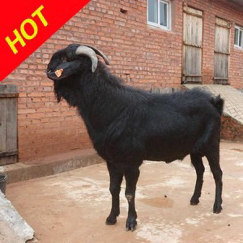 出售：黑山羊羊羔，波尔山羊羊羔，白山羊羊羔，羊苗，品种多