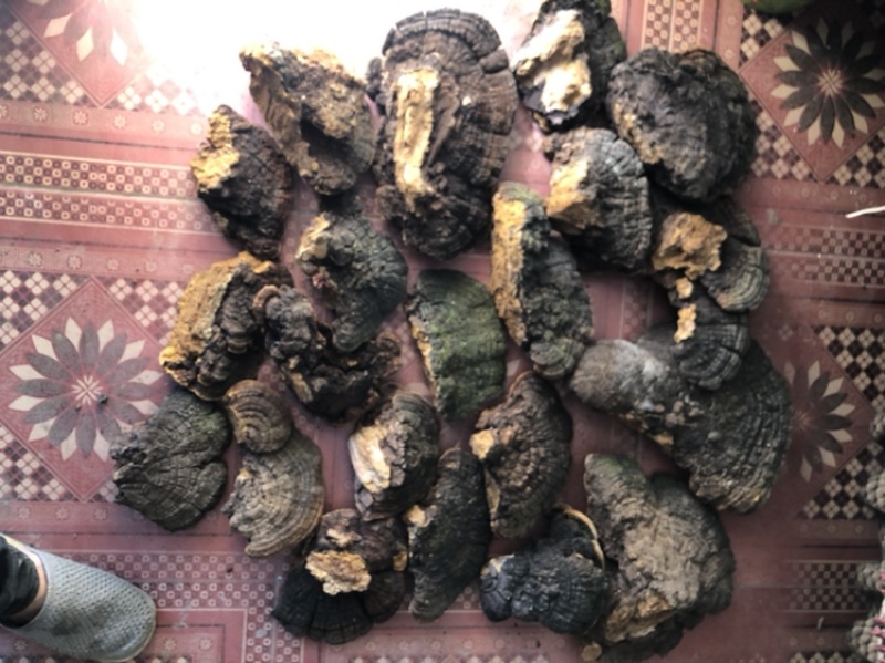 桑黄