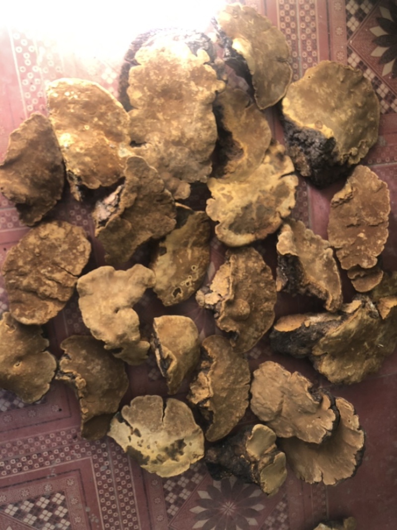 桑黄