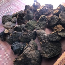 桑黄