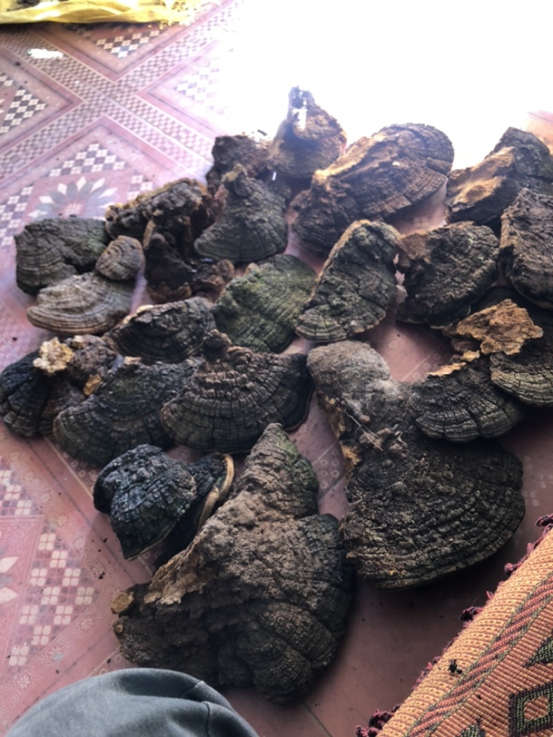 桑黄