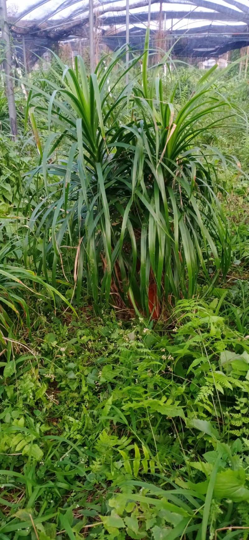 龙血树