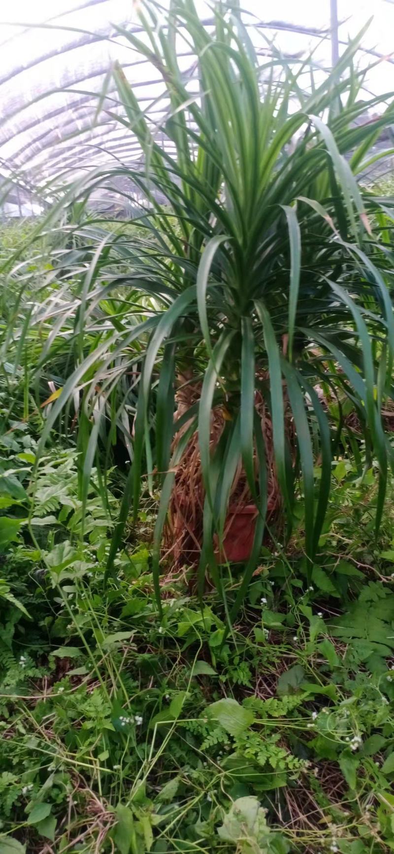 龙血树