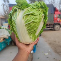 火锅白菜~新乡小包~狮子头圆头大白菜山东淄博高青产地直发