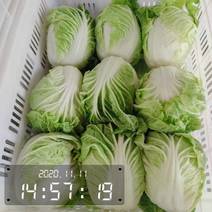 夏阳白菜-热白菜-早熟白菜-小白菜-2-4斤山东淄博高青