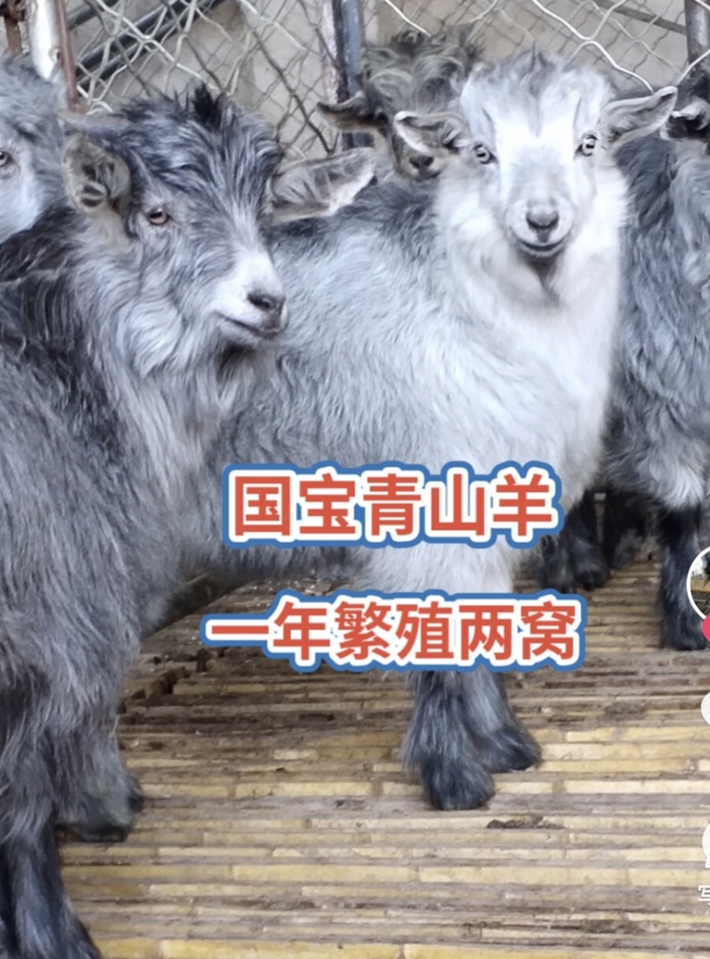 一年能生10只羊羔的青山羊，狗羊，羊羔500一只