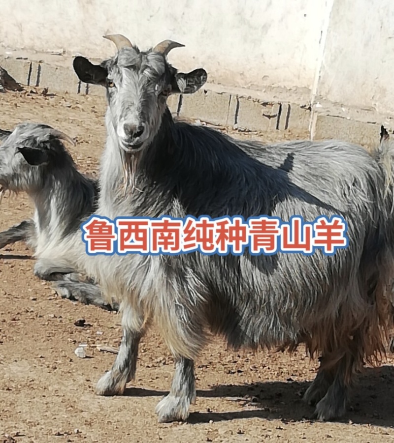 一年能生10只羊羔的青山羊，狗羊，羊羔500一只