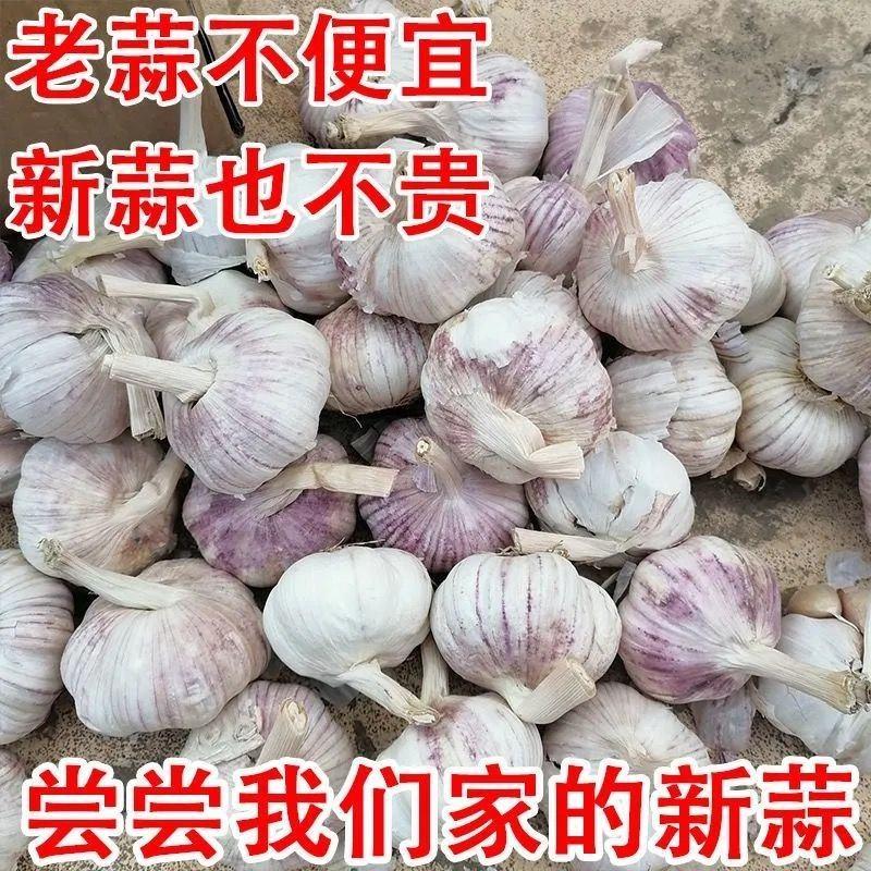 云南新鲜分蒜通货2元一公斤走车