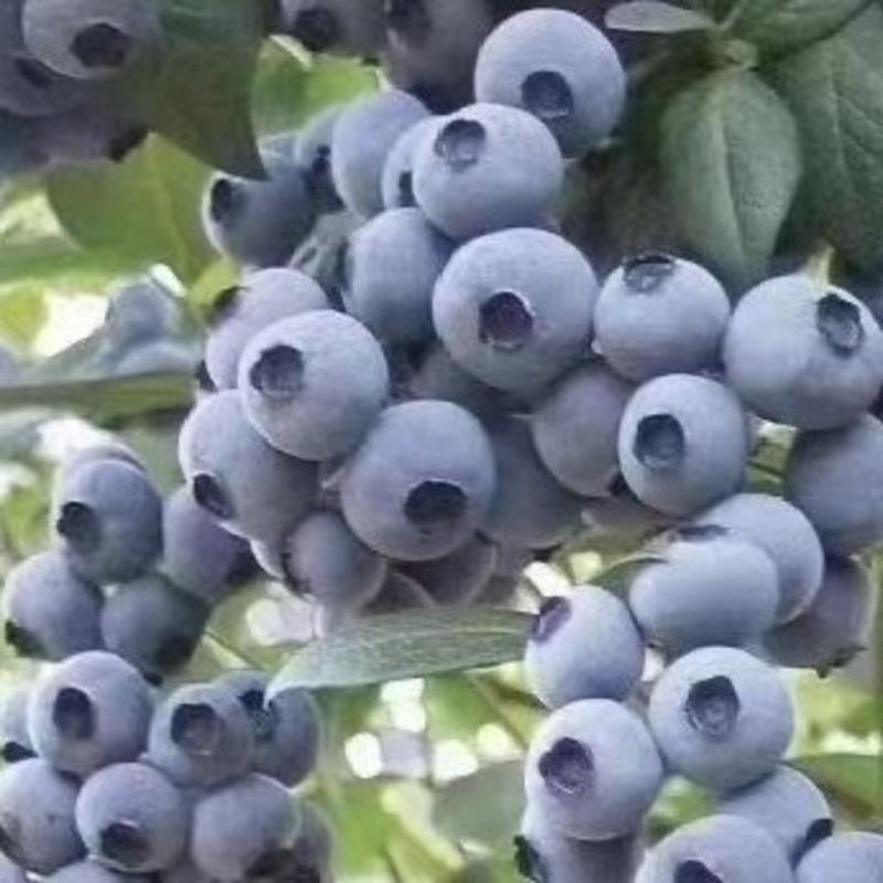 辽宁丹东冷蓝莓，各品种全新上市中，对接批发商，商超！