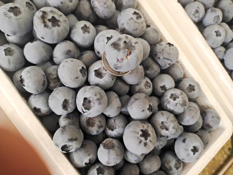 辽宁丹东冷蓝莓，各品种全新上市中，对接批发商，商超！