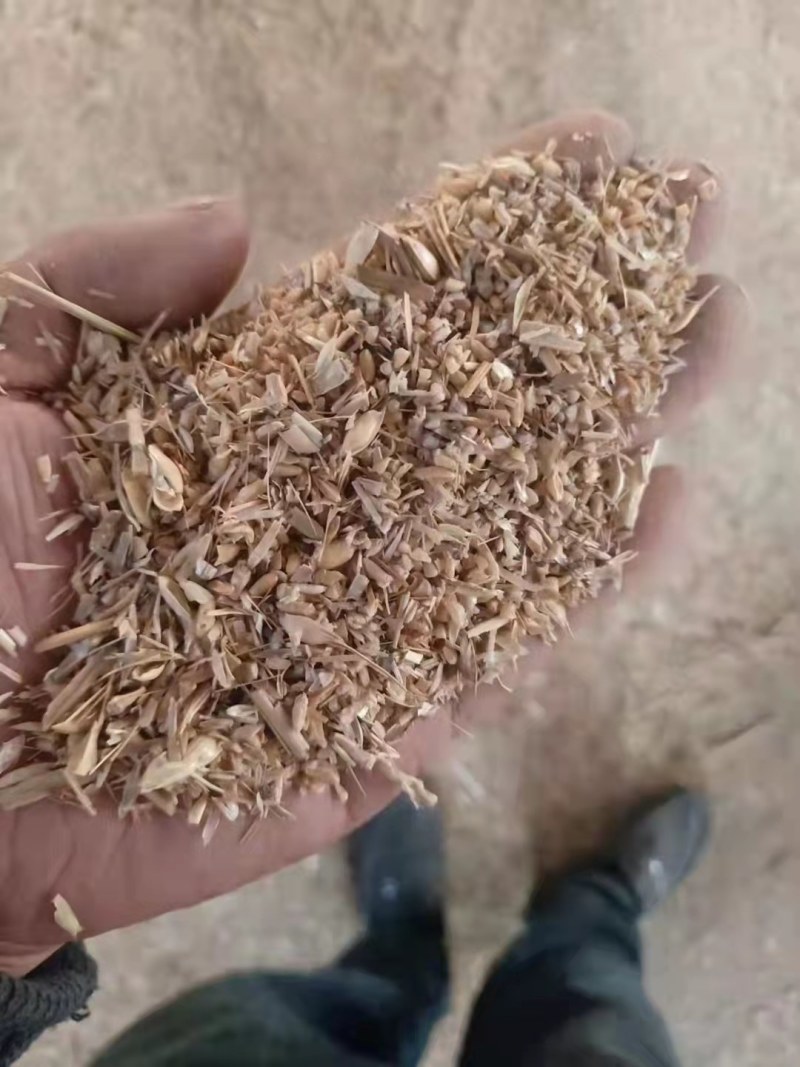 碎小麦（草籽麦）货源充足厂家直销一手货源全国发货