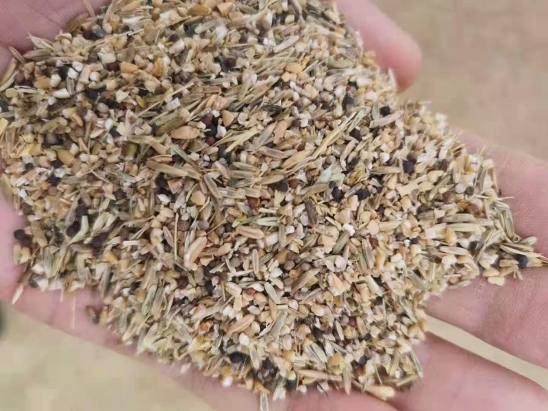 碎小麦（草籽麦）货源充足厂家直销一手货源全国发货