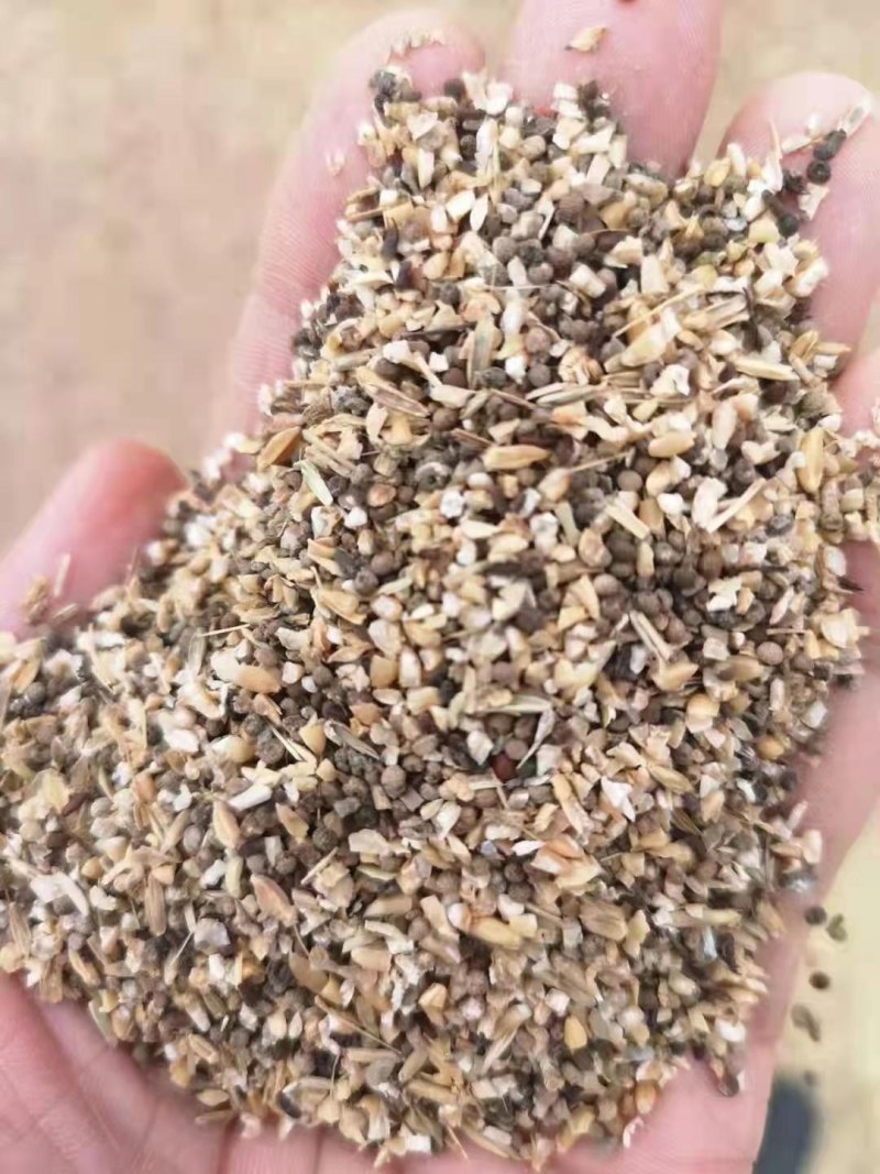 碎小麦（草籽麦）货源充足厂家直销一手货源全国发货