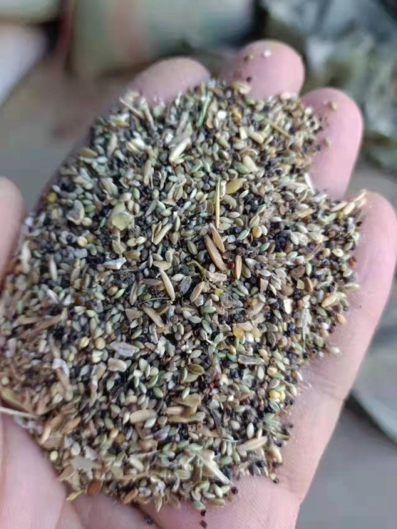 碎小麦（草籽麦）货源充足厂家直销一手货源全国发货