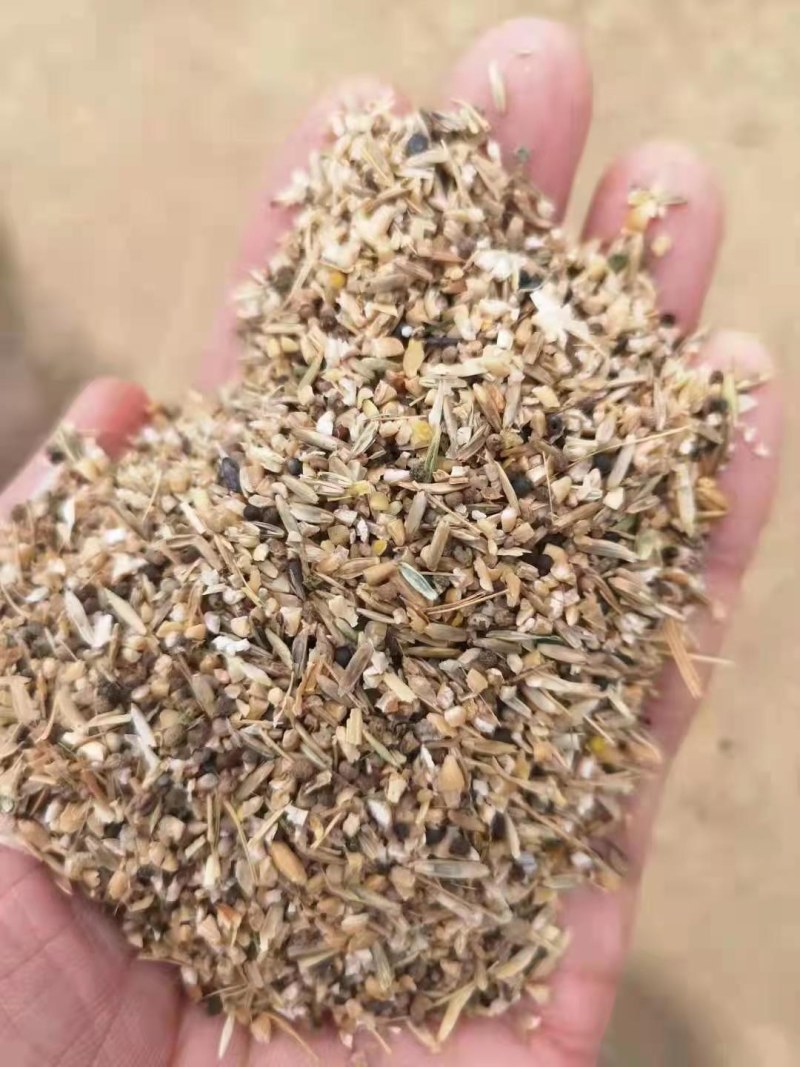 碎小麦（草籽麦）货源充足厂家直销一手货源全国发货