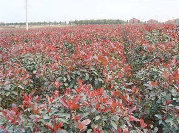 红叶石楠园林景观应用