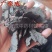 【实拍】生地生地黄生地炭四大怀药河南焦作(怀庆府)含量高