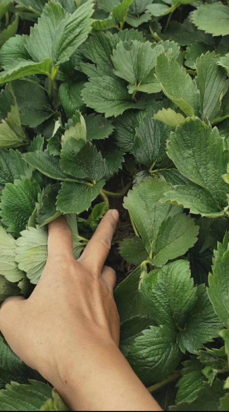 【精品商家】牛奶草莓苗根系发达现起苗，成活率高