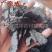 【实拍】生地生地黄生地炭四大怀药河南焦作(怀庆府)含量高