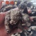 【实拍】生地生地黄生地炭四大怀药河南焦作(怀庆府)含量高