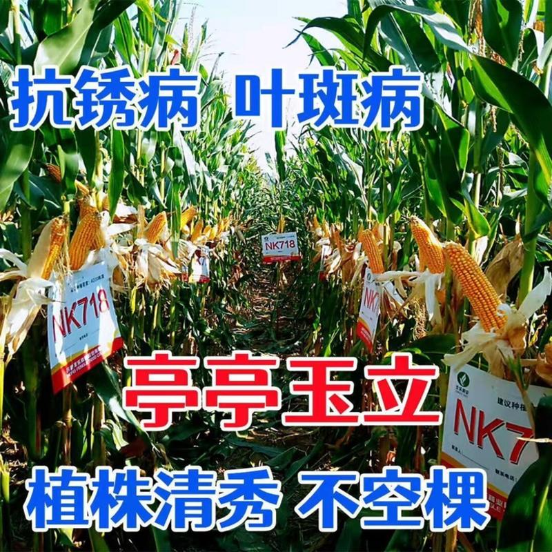 【包邮_2斤玉米种子】批发高产玉米种子矮杆双胞大棒春夏播