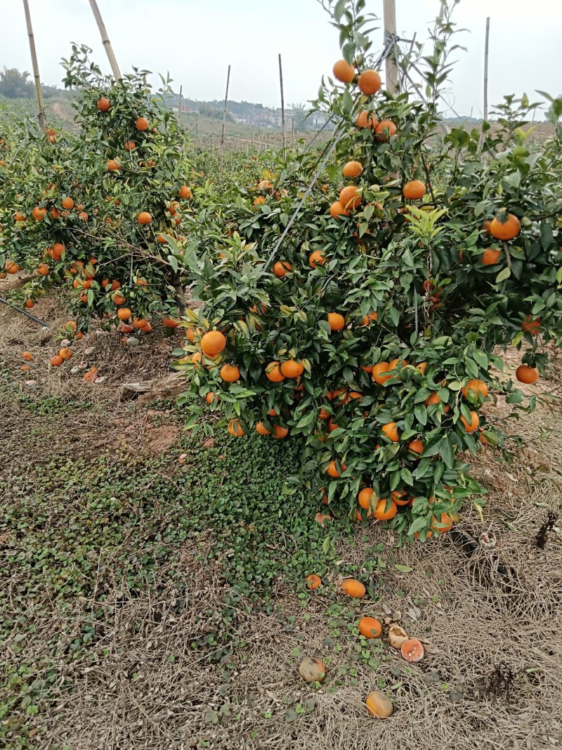 沃柑