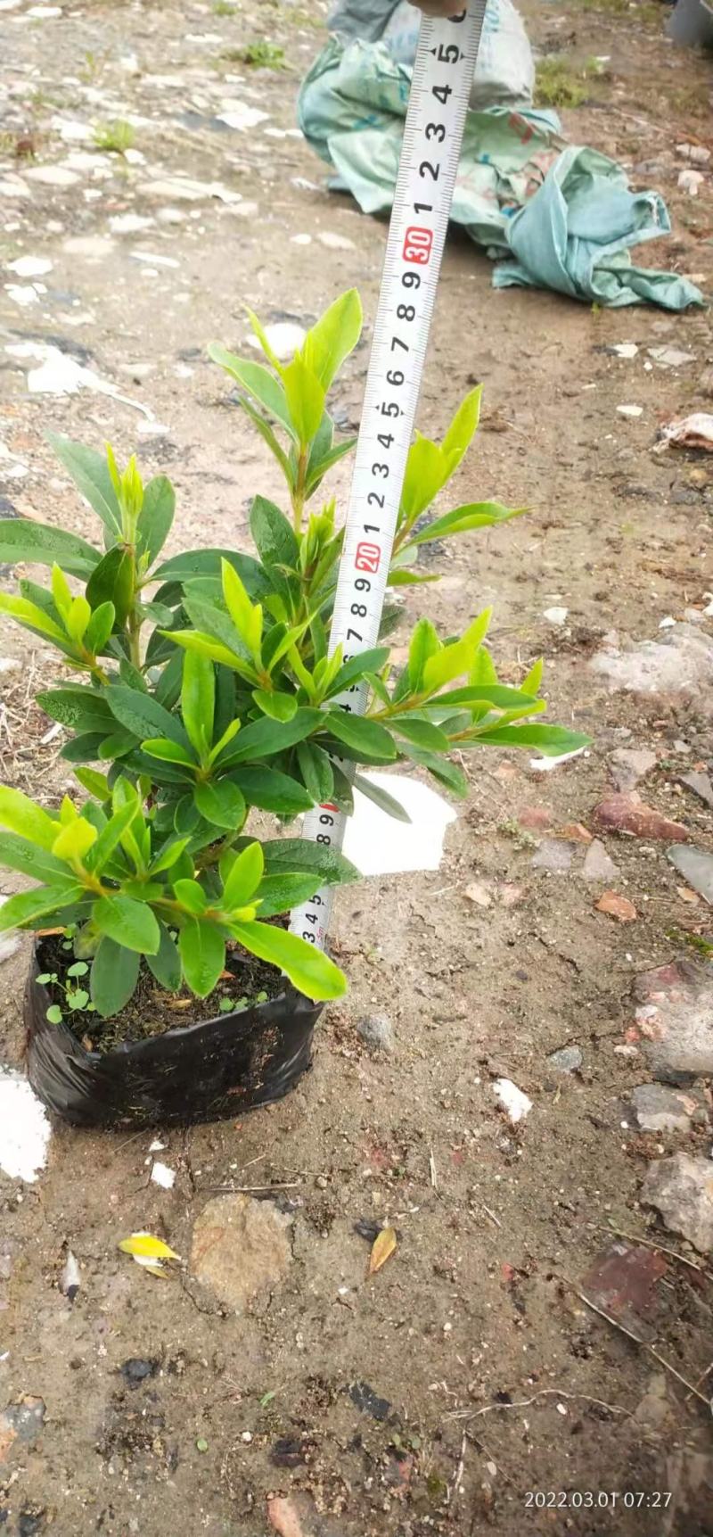 广东百草园毛杜鹃大量供应，木糠苗高度20以上继续，泥巴苗