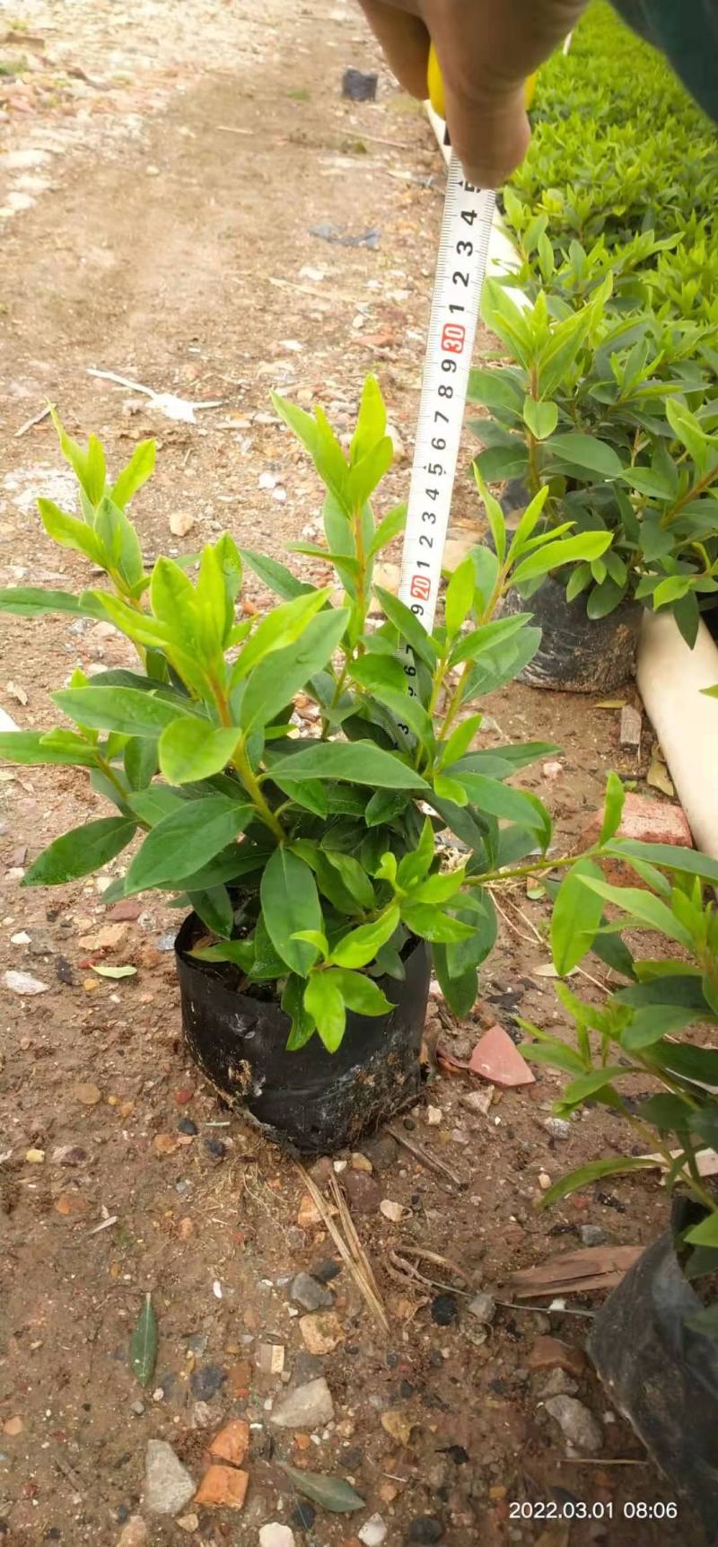 广东百草园毛杜鹃大量供应，木糠苗高度20以上继续，泥巴苗