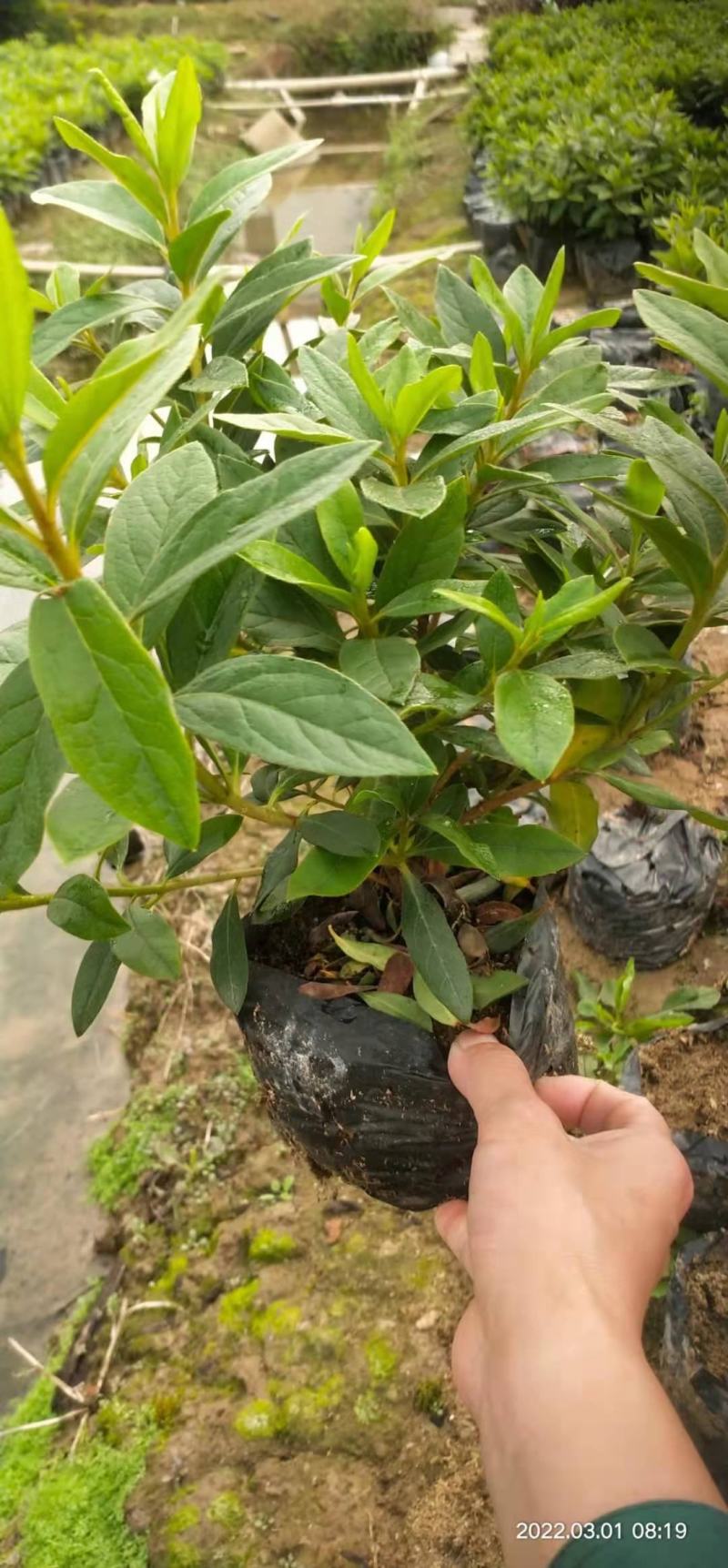 广东百草园毛杜鹃大量供应，木糠苗高度20以上继续，泥巴苗