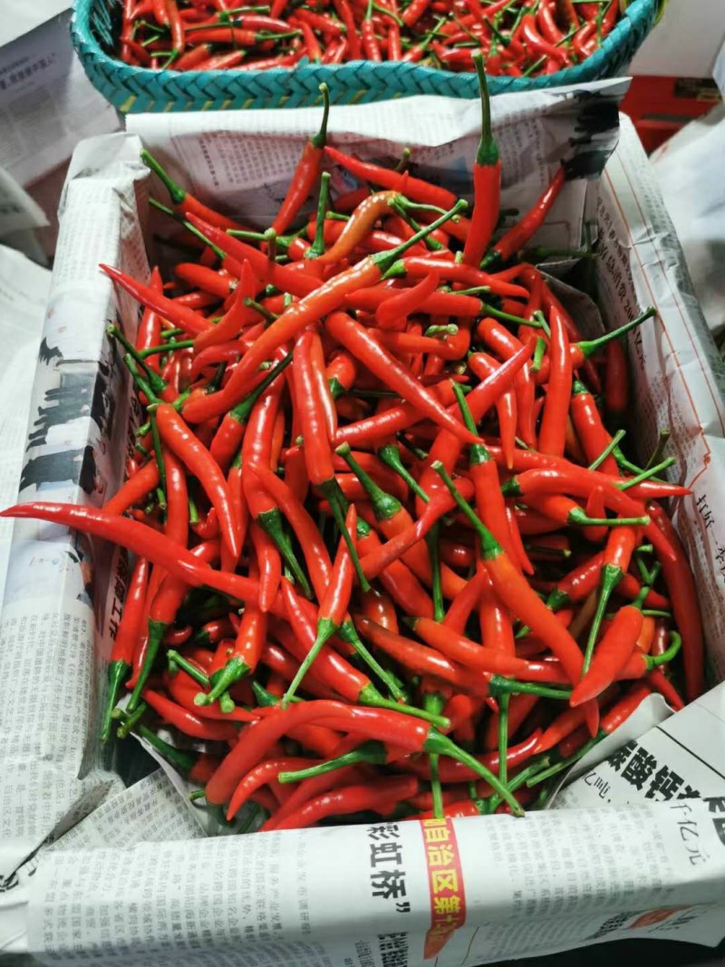小米椒