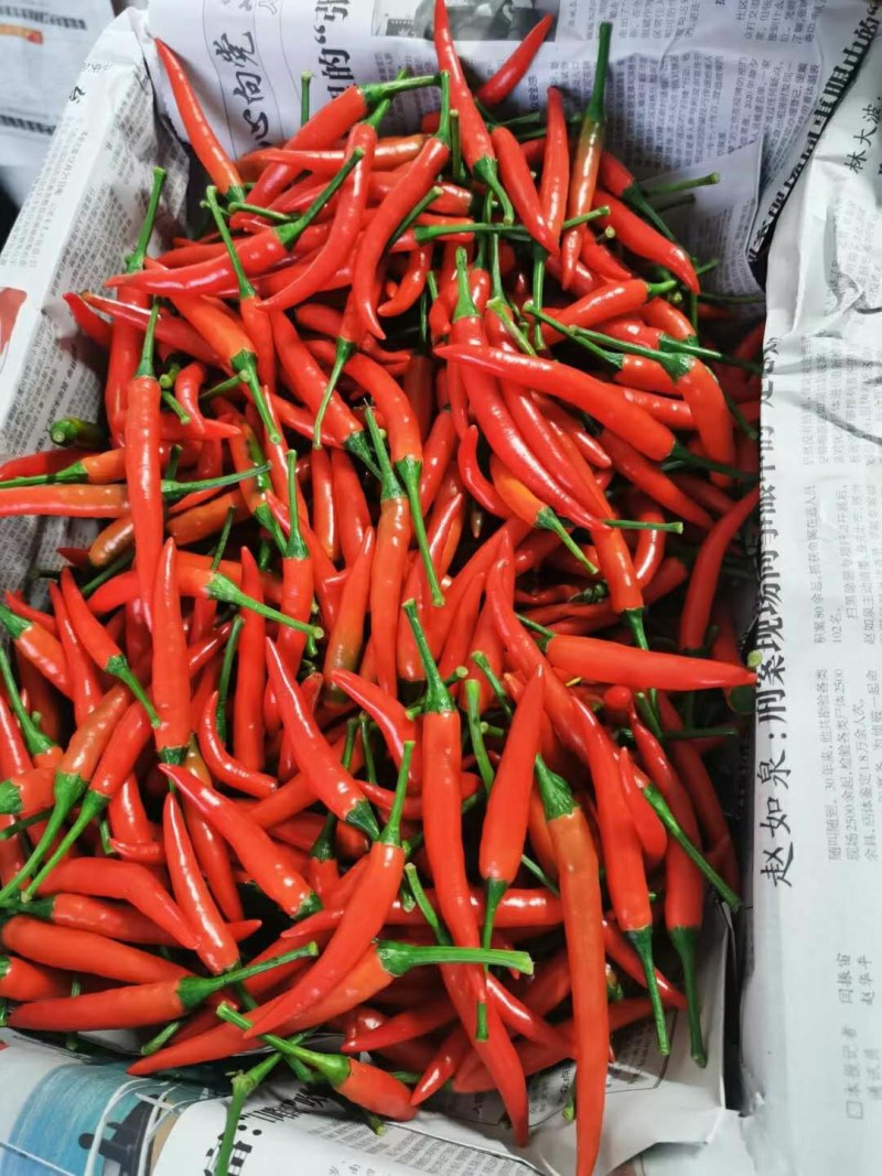 小米椒