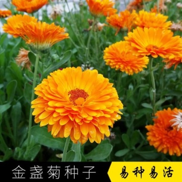 金盏菊种子长生菊四季易种易活阳台庭院景观绿化花海盆栽耐寒