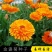 金盏菊种子长生菊四季易种易活阳台庭院景观绿化花海盆栽耐寒