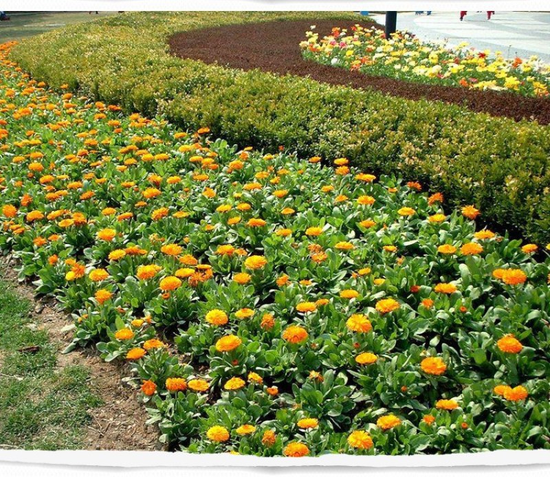 金盏菊种子长生菊四季易种易活阳台庭院景观绿化花海盆栽耐寒