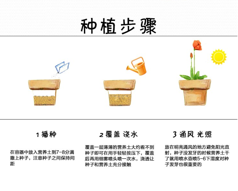金盏菊种子长生菊四季易种易活阳台庭院景观绿化花海盆栽耐寒